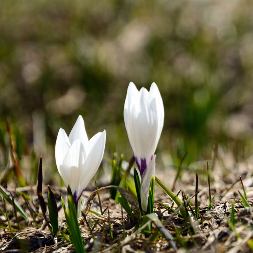 Kevätsahrami White