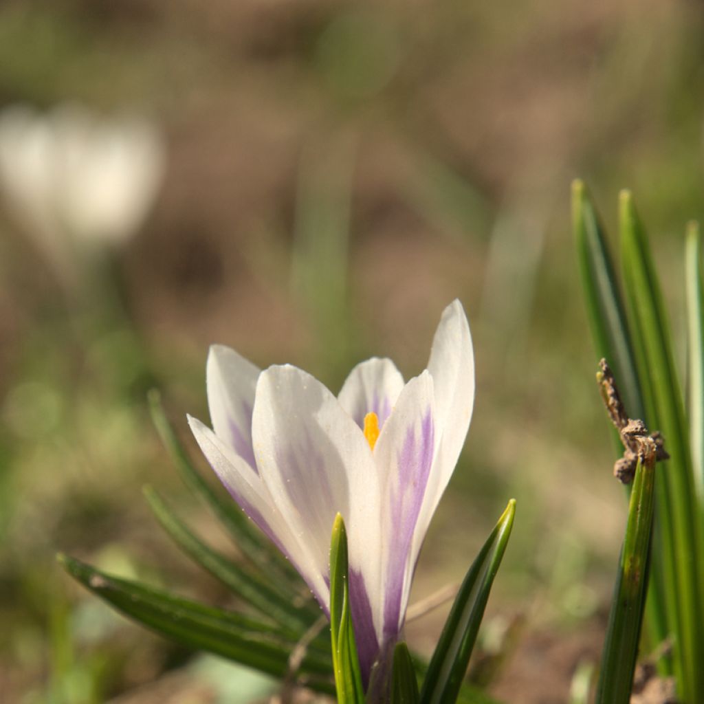 Kevätsahrami White