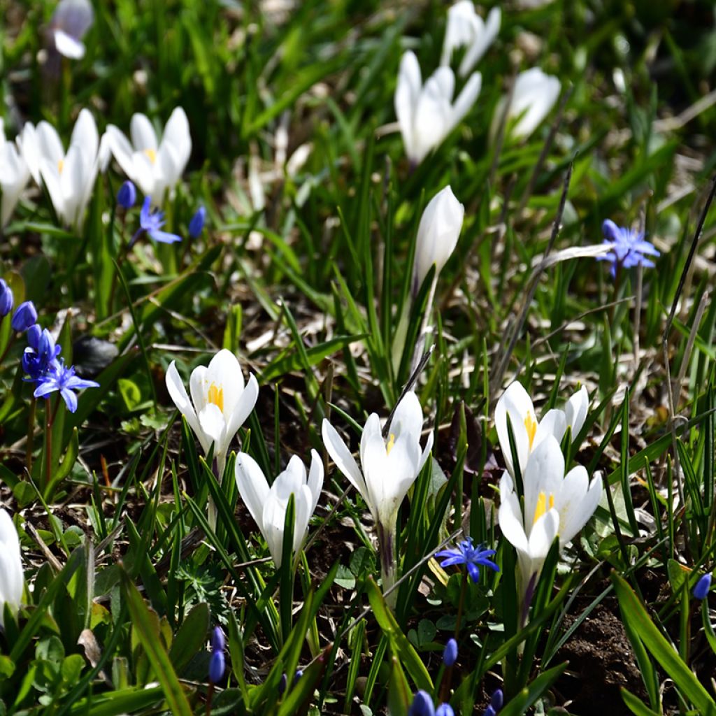 Kevätsahrami White