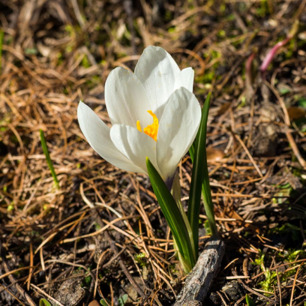 Kevätsahrami White