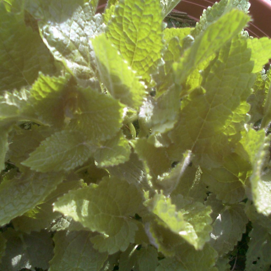 Mukulapähkämö luomu - Stachys affinis