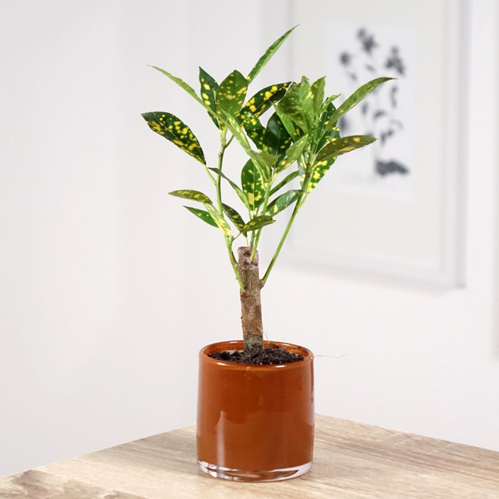 Ihmepensas Aucubaefolia