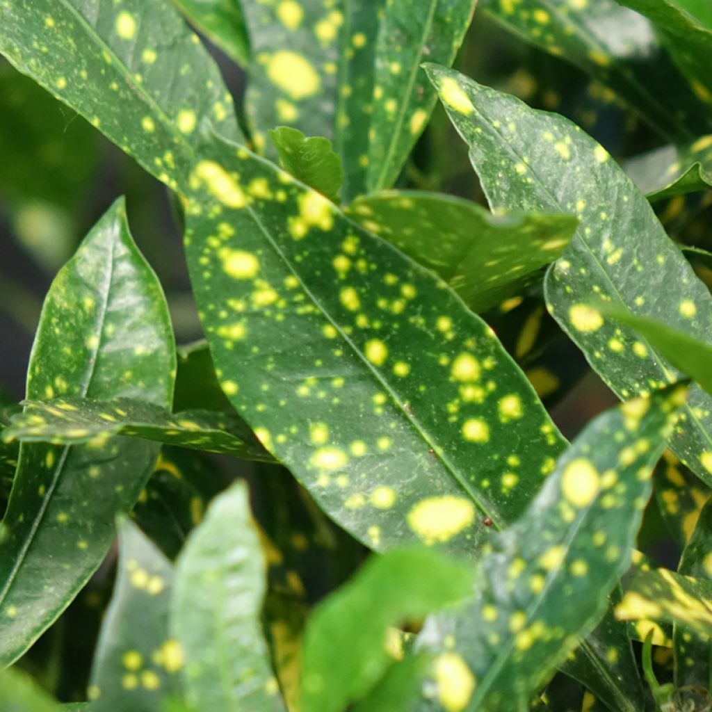 Ihmepensas Aucubaefolia