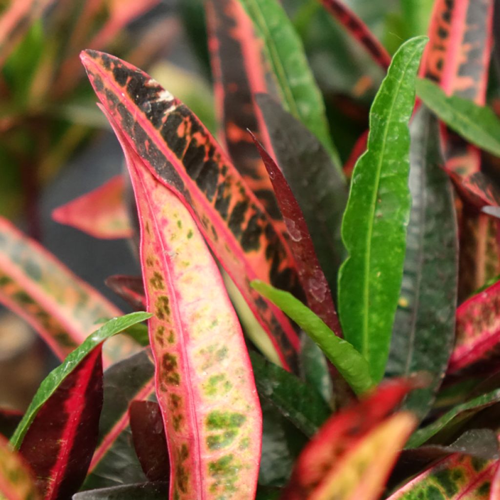Ihmepensas Excurrens