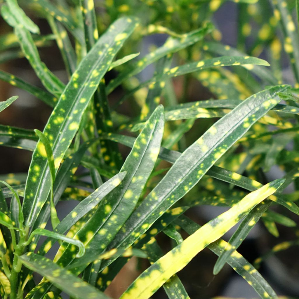 Ihmepensas - Codiaeum variegatum var. pictum
