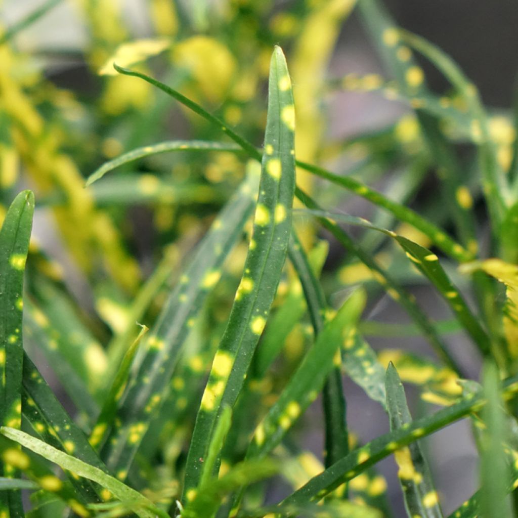 Ihmepensas - Codiaeum variegatum var. pictum