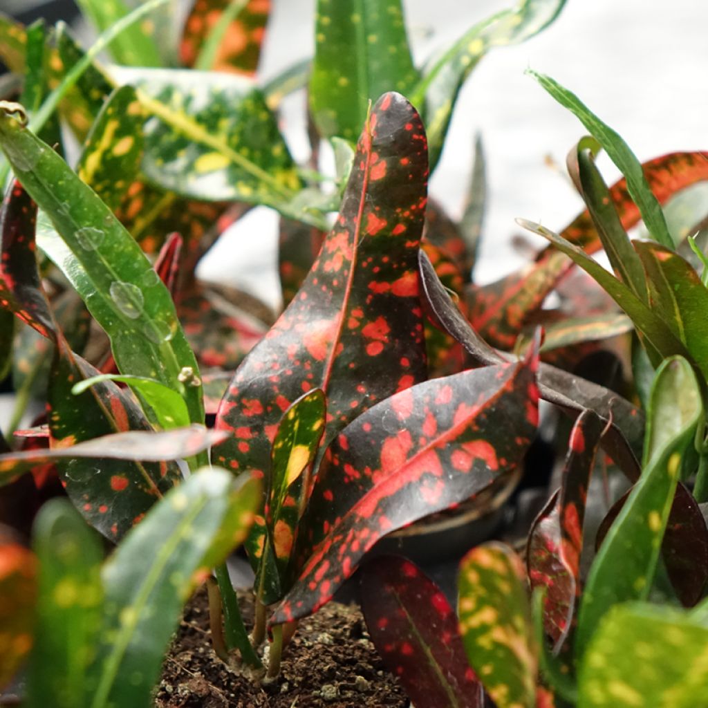 Ihmepensas Red Batik