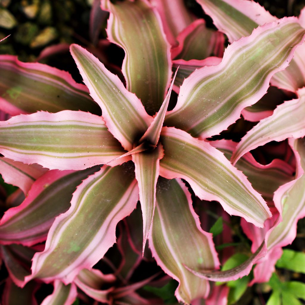 Viirupiilokukka Pink Star