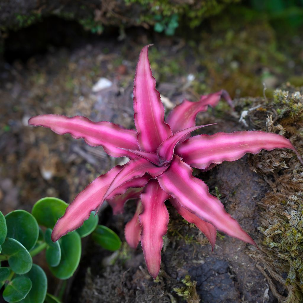 Viirupiilokukka Super Pink