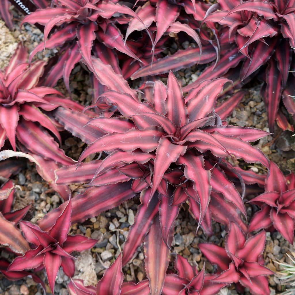 Viirupiilokukka Super Pink