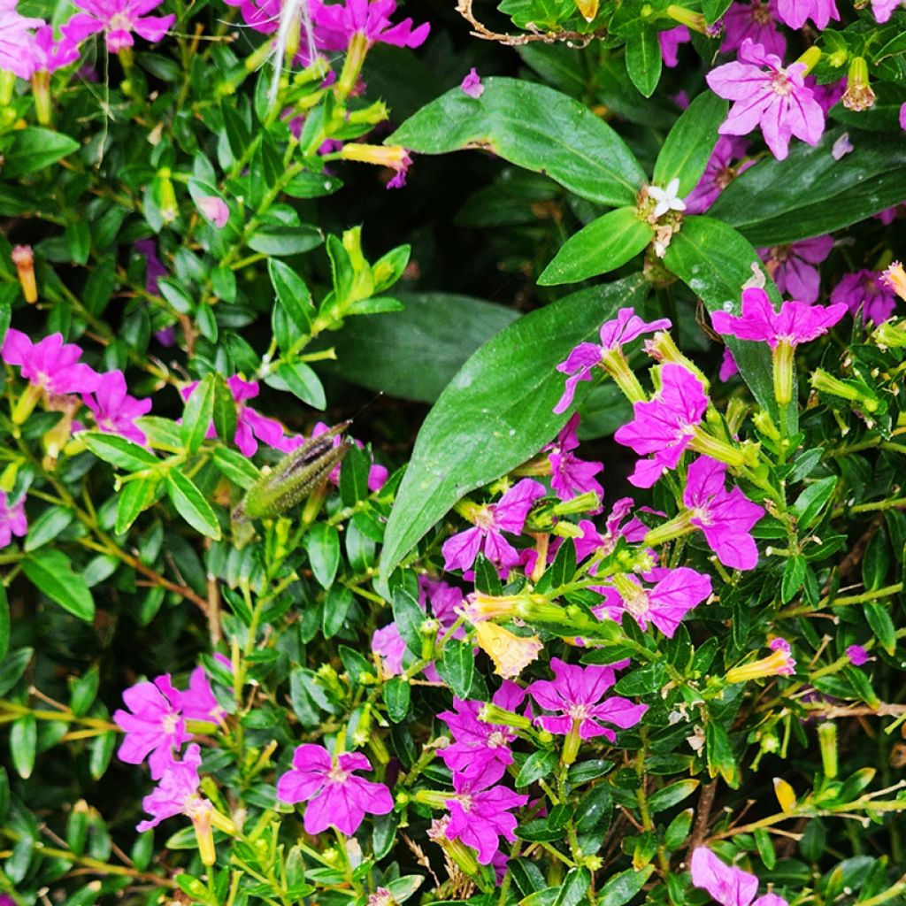 Tulitorvi Purple