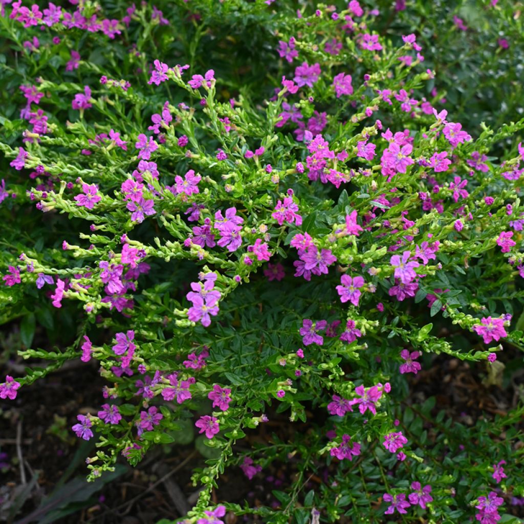 Tulitorvi Purple
