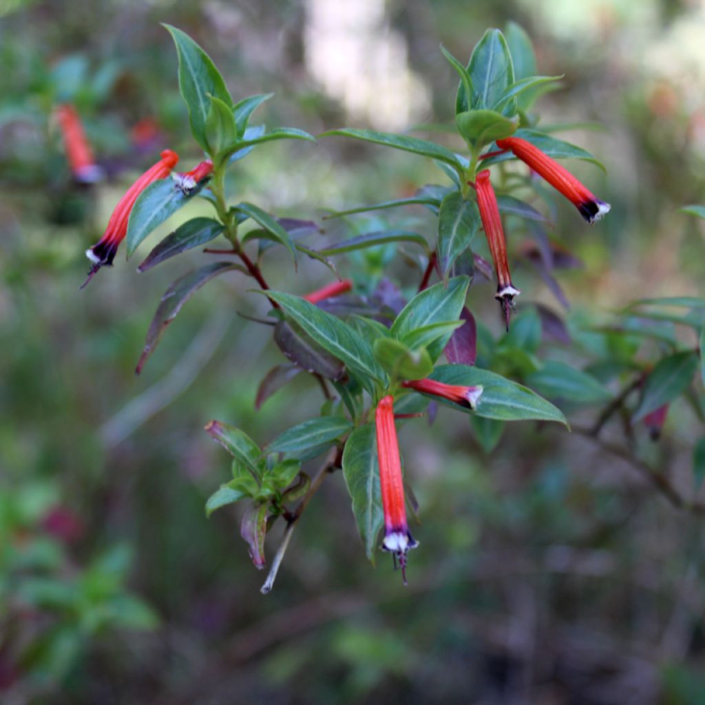 Tulitorvi Scarlet