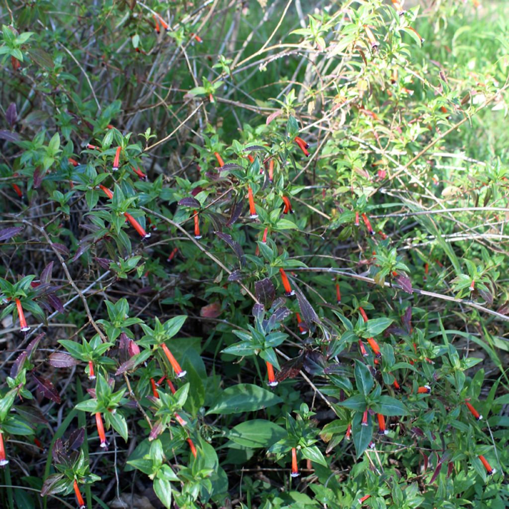 Tulitorvi Scarlet