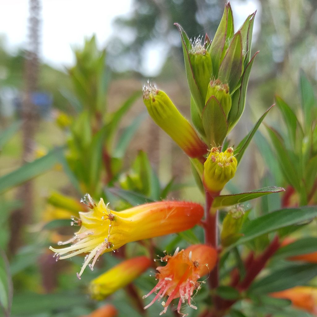 Helotulitorvi - Cuphea micropetala