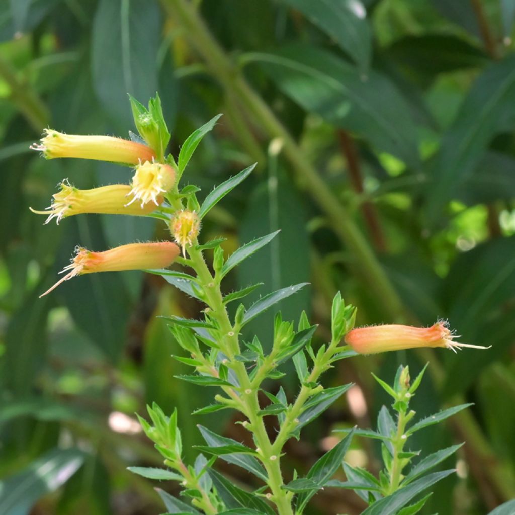 Helotulitorvi - Cuphea micropetala