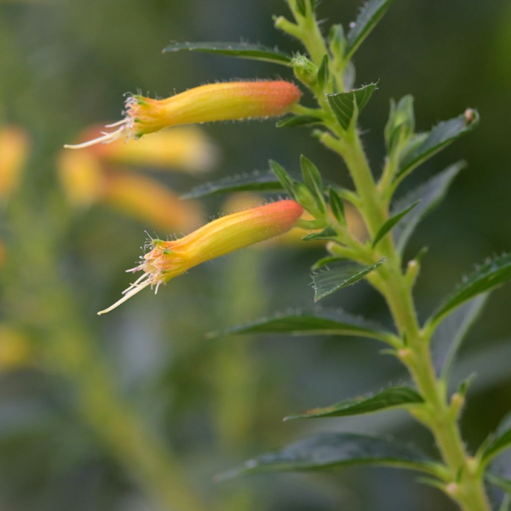 Helotulitorvi - Cuphea micropetala