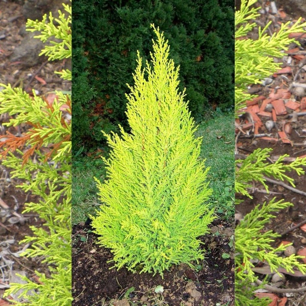 Cyprès de Monterey (Lambert) Wilma - Cupressus macrocarpa