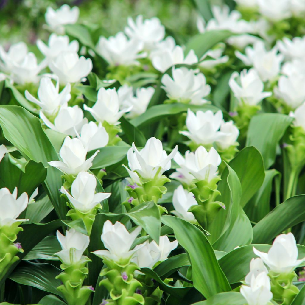 Siaminkurkuma White