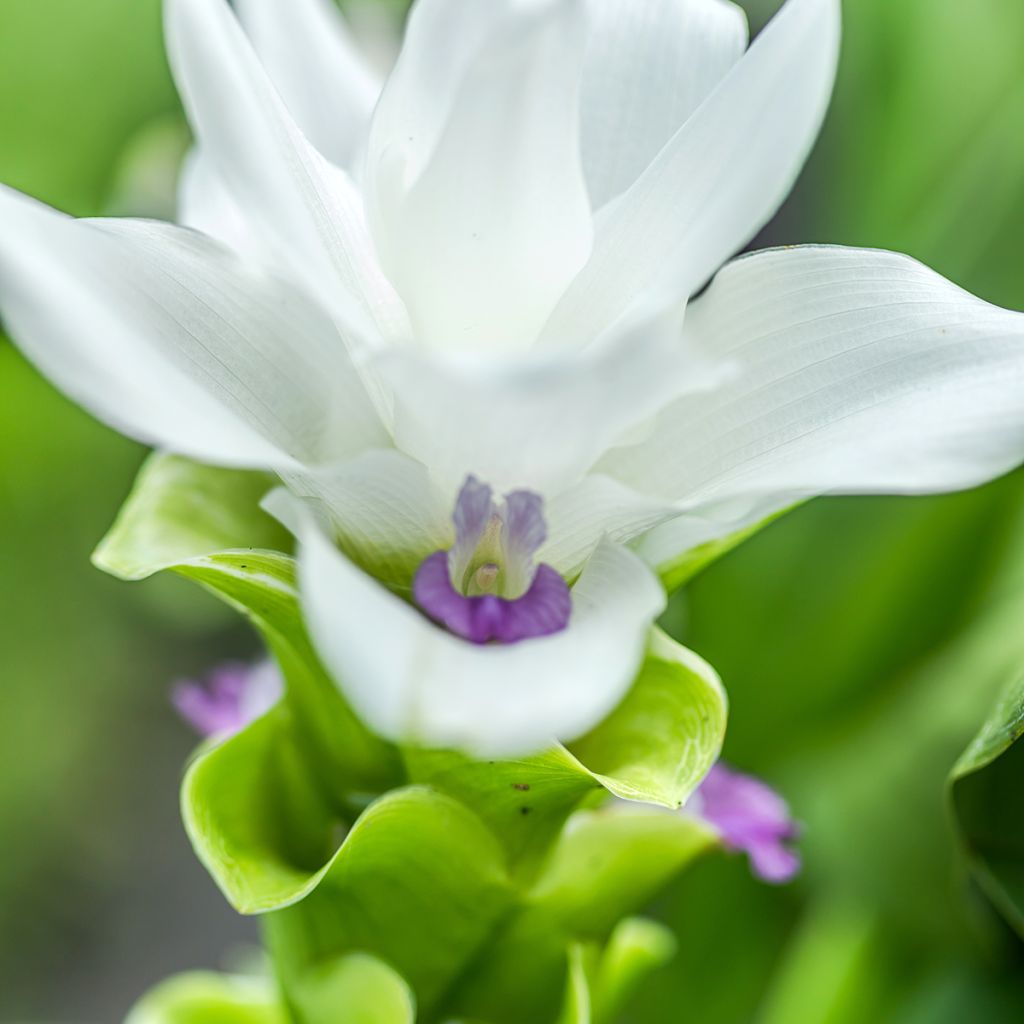 Siaminkurkuma White