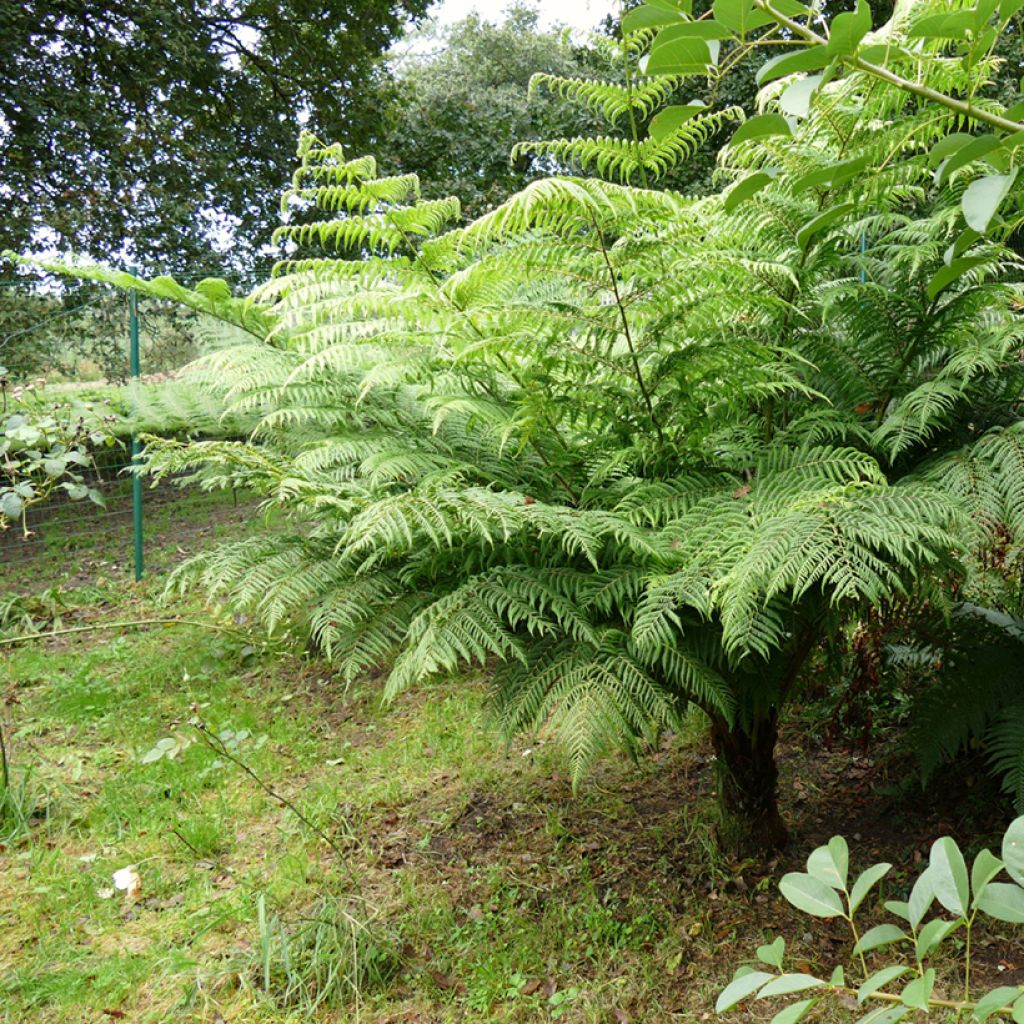 Saniaispuu - Cyathea australis