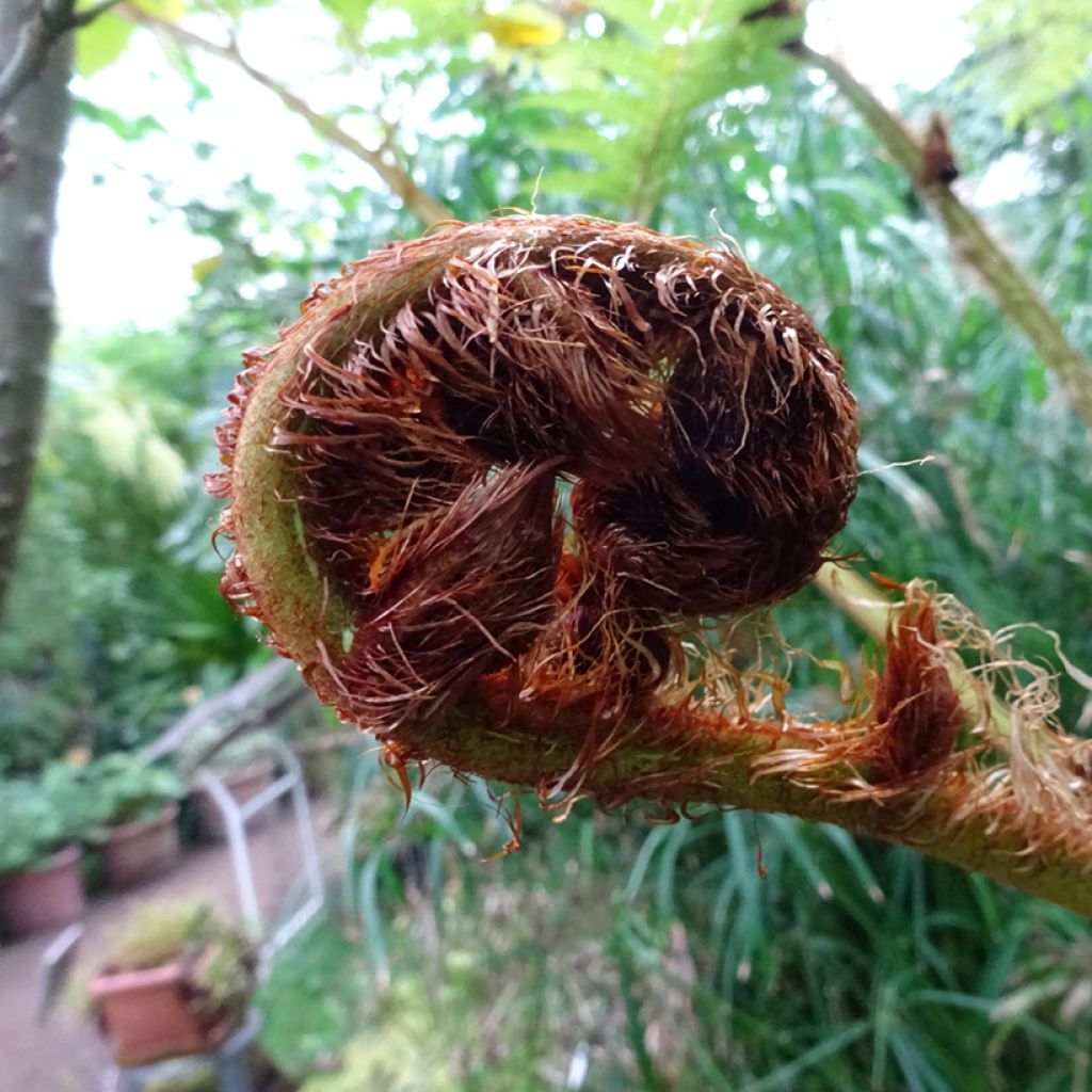 Saniaispuu - Cyathea australis