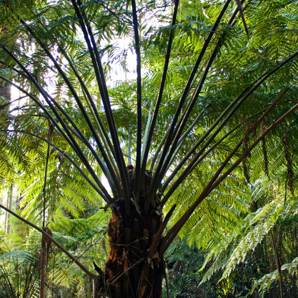 Saniaispuu - Cyathea australis
