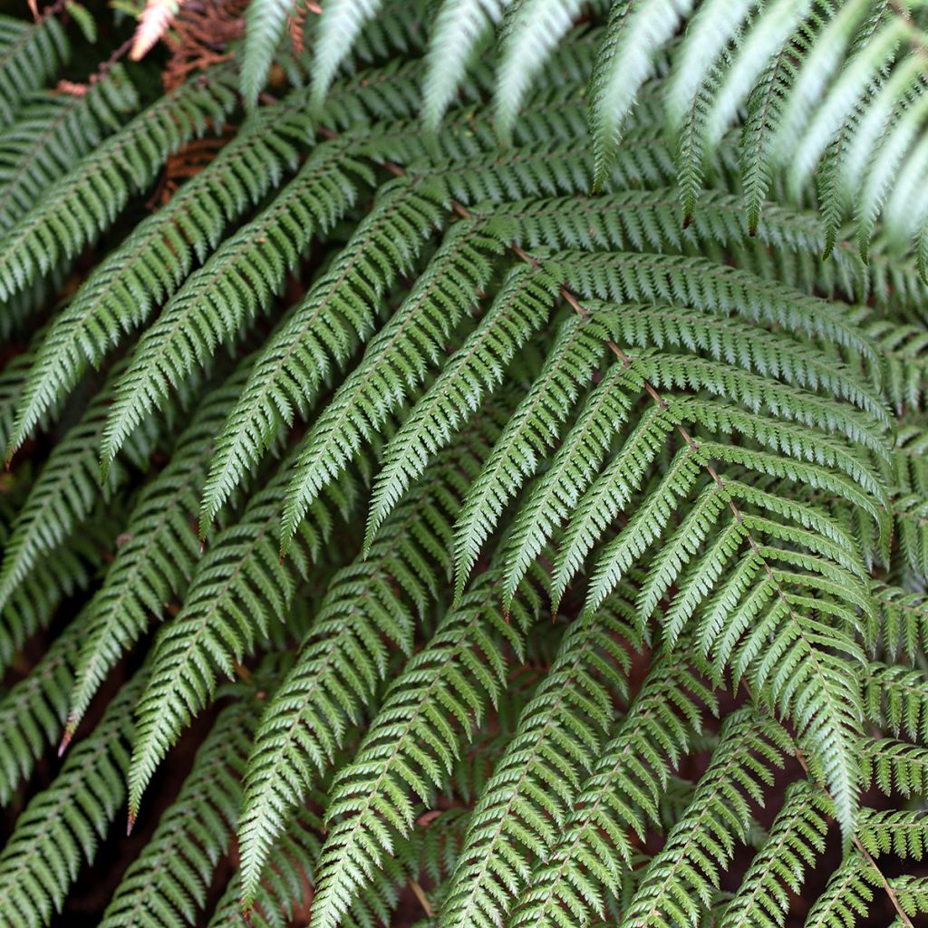 Saniaispuu - Cyathea australis