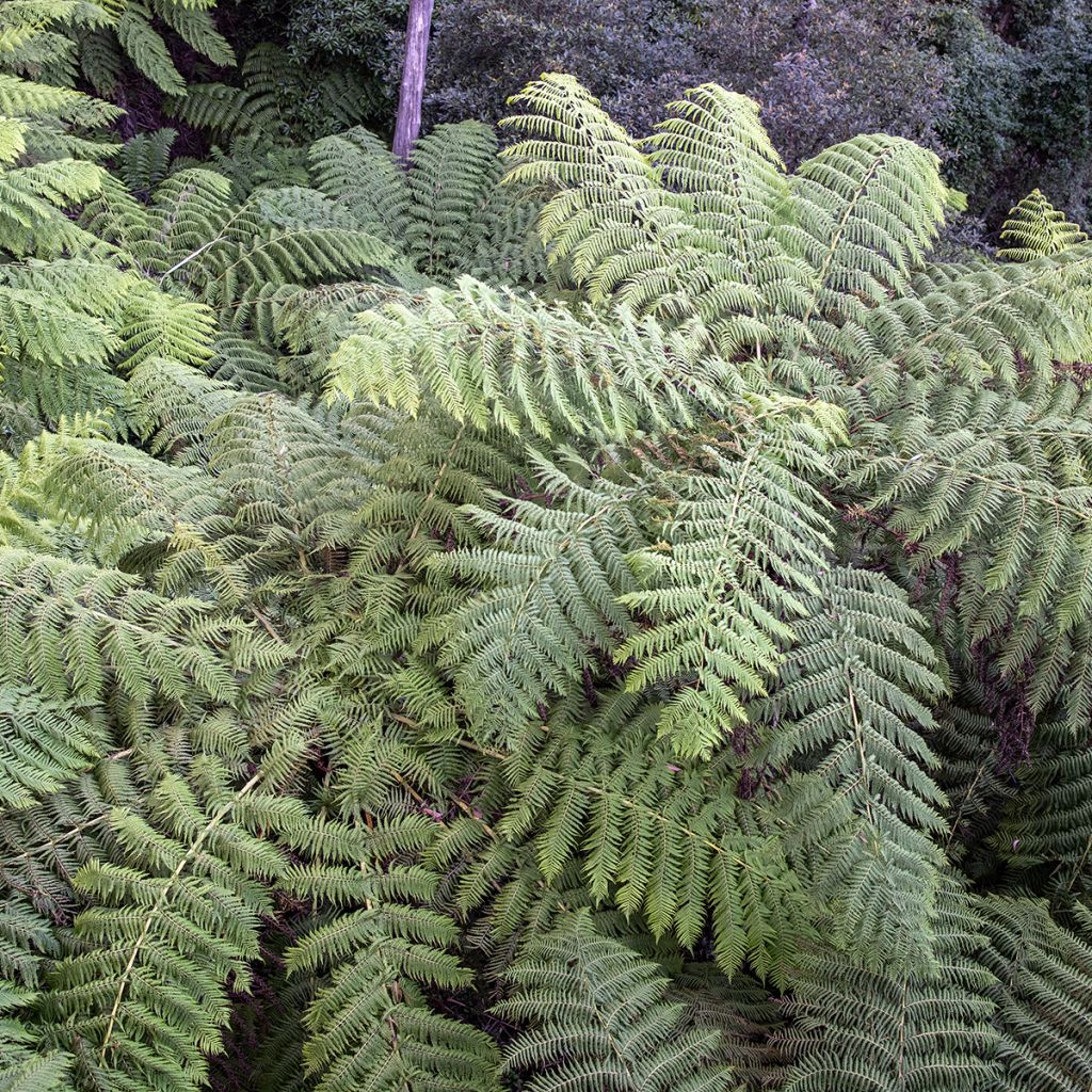 Saniaispuu - Cyathea australis