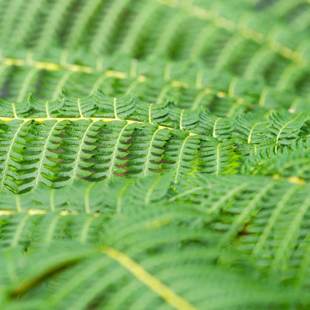 Saniaispuu - Cyathea australis