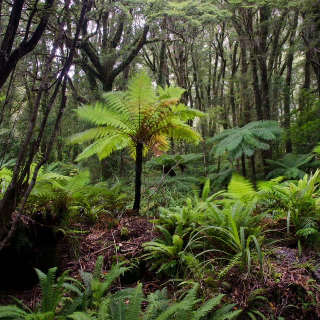 Saniaispuu - Cyathea australis
