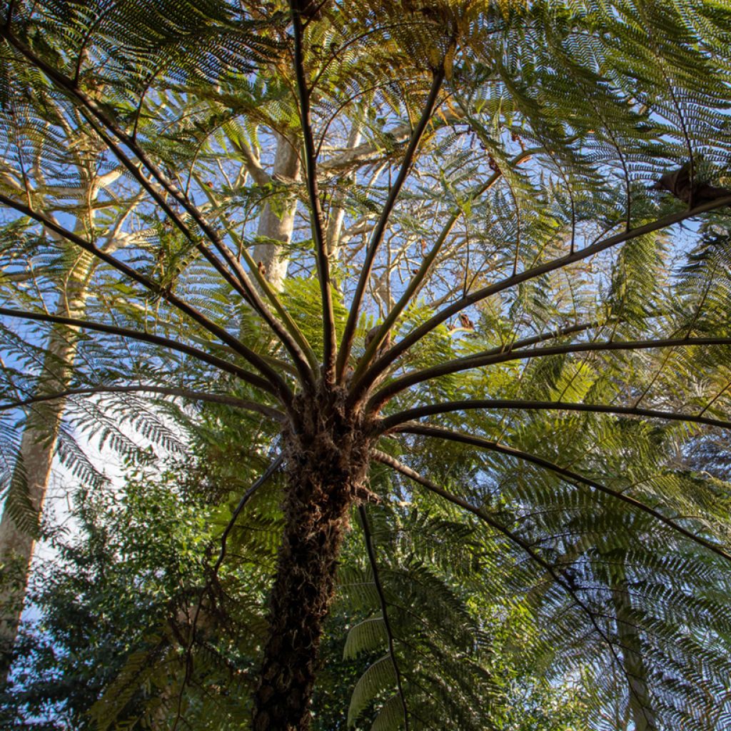 Saniaispuu - Cyathea brownii