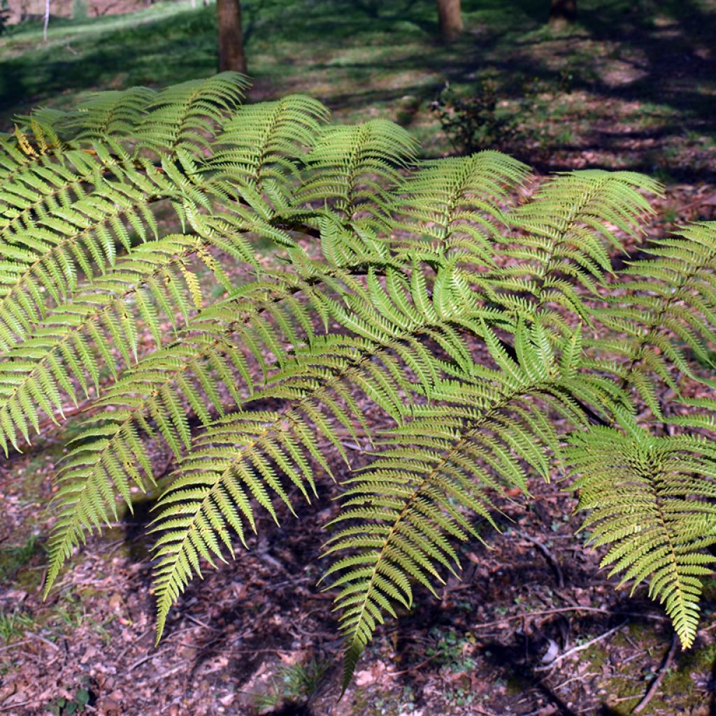 Saniaispuu - Cyathea brownii