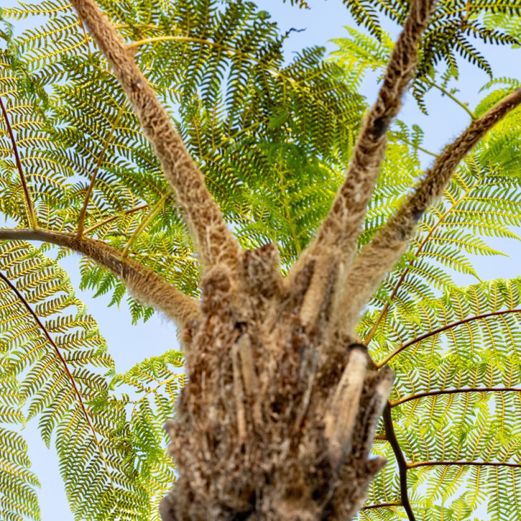 Saniaispuu - Cyathea brownii