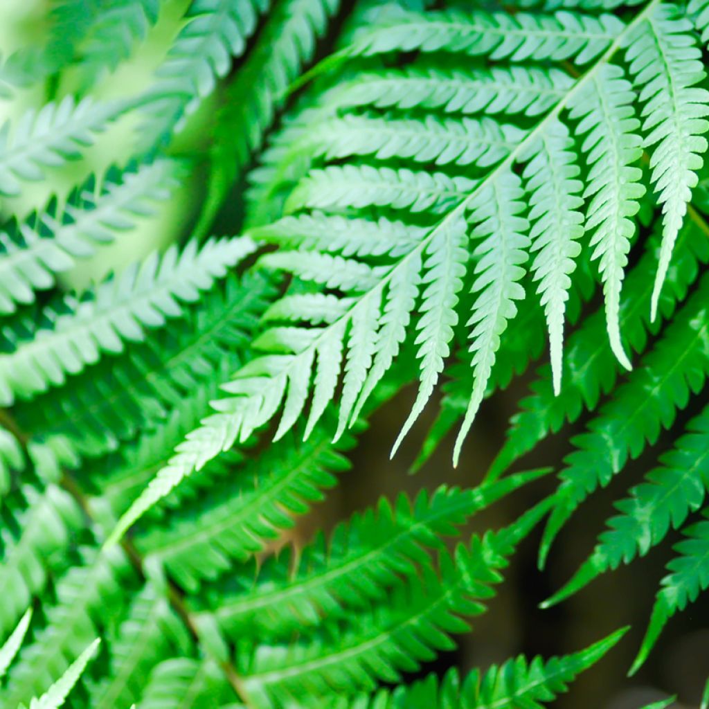 Saniaispuu - Cyathea brownii