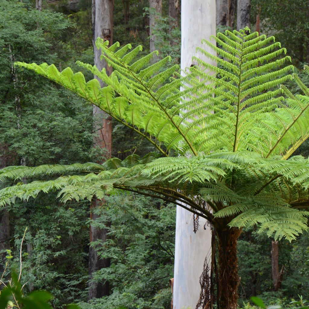 Saniaispuu - Cyathea cooperi