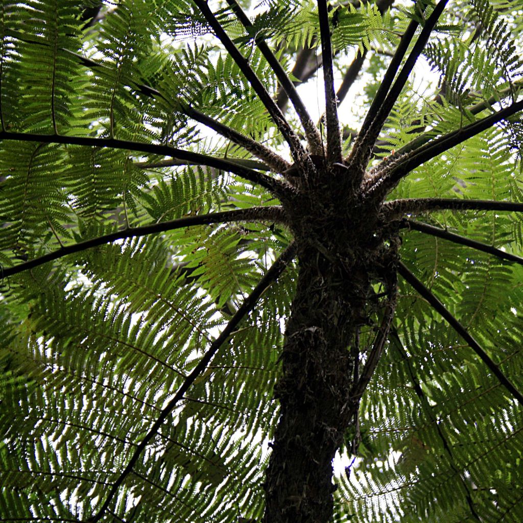 Saniaispuu - Cyathea cooperi