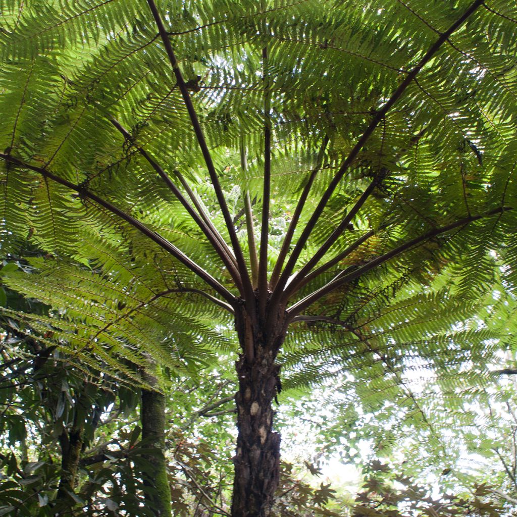 Saniaispuu - Cyathea cooperi