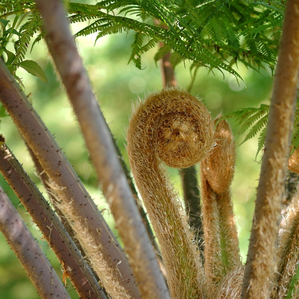 Saniaispuu - Cyathea cooperi