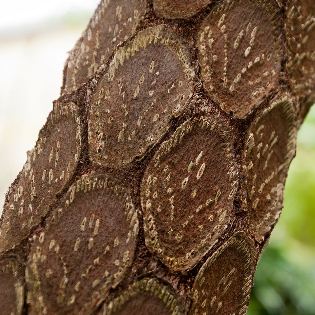 Saniaispuu - Cyathea cooperi