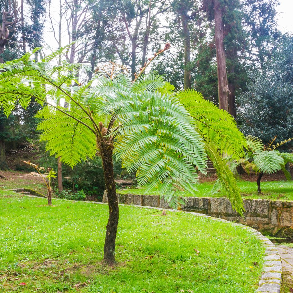Saniaispuu - Cyathea cooperi