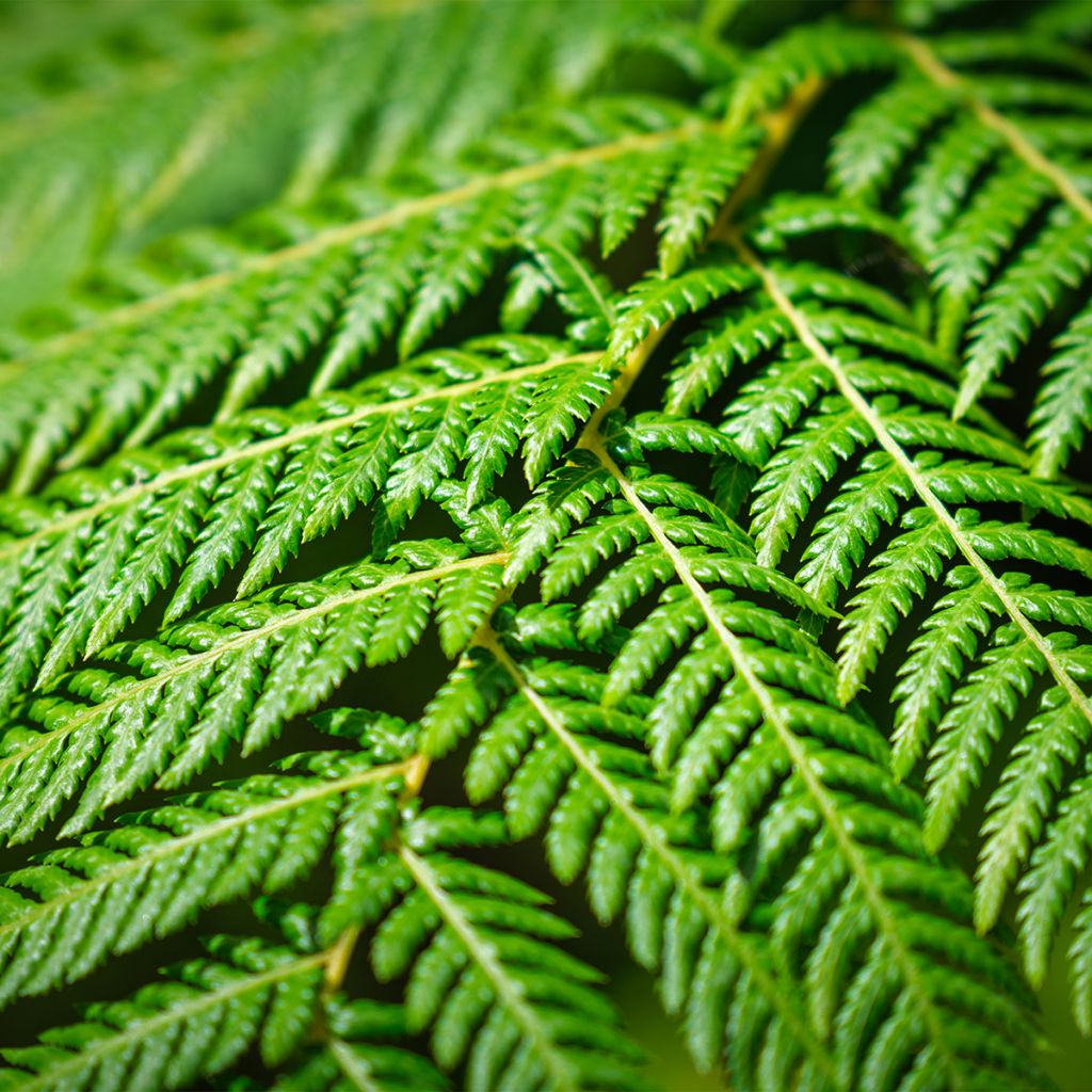 Saniaispuu - Cyathea cooperi