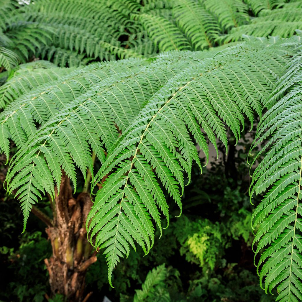 Saniaispuu - Cyathea cooperi