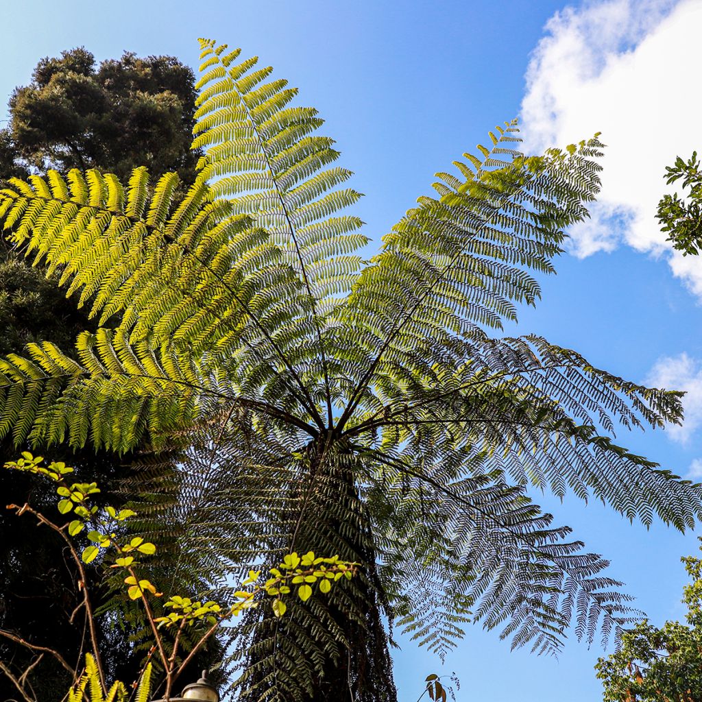 Saniaispuu - Cyathea cooperi