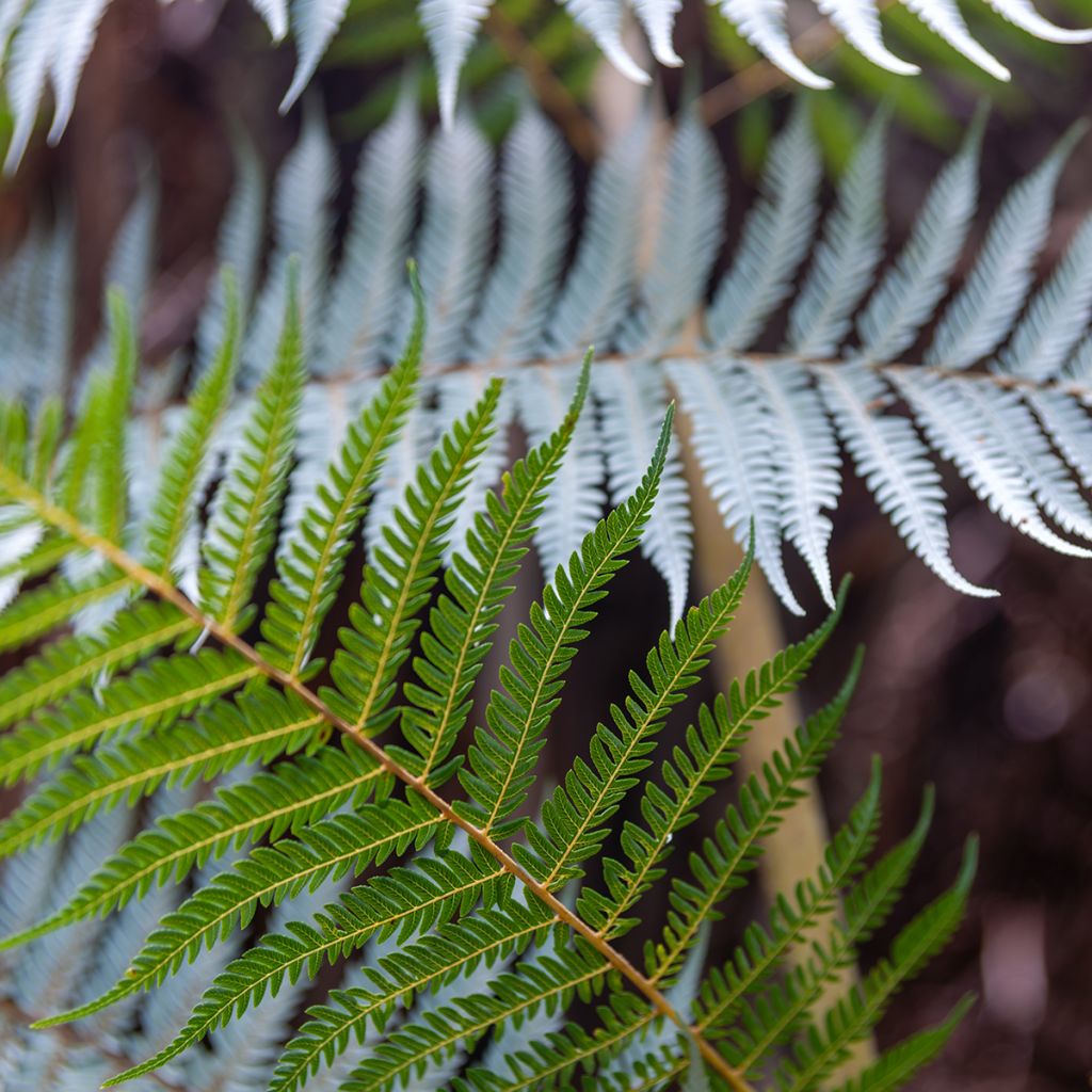 Saniaispuu - Cyathea dealbata