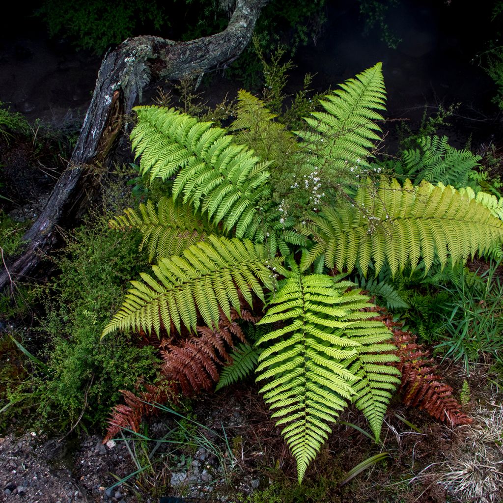 Saniaispuu - Cyathea dealbata