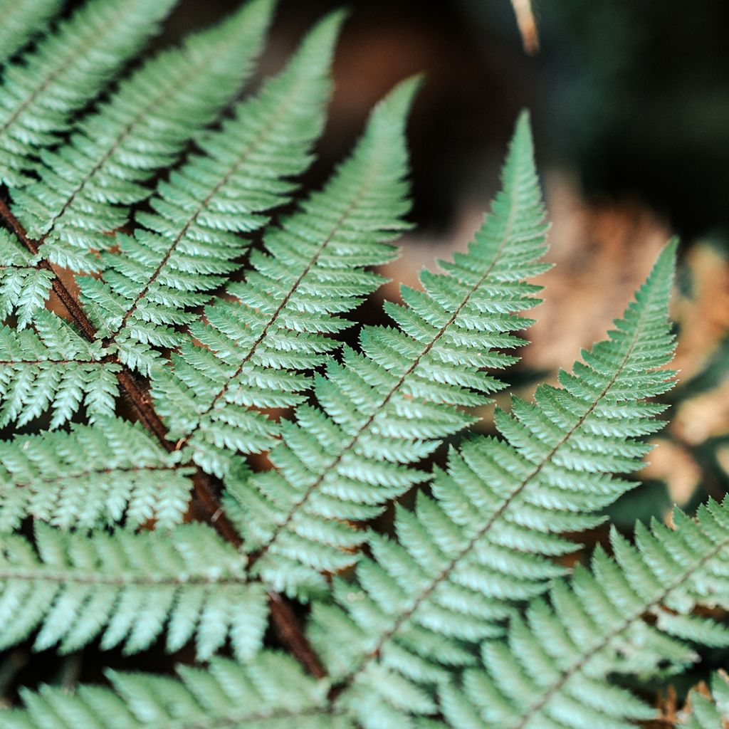 Saniaispuu - Cyathea dealbata