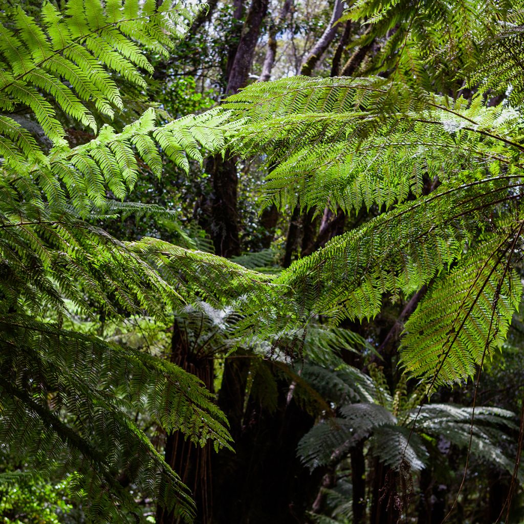 Saniaispuu - Cyathea dealbata