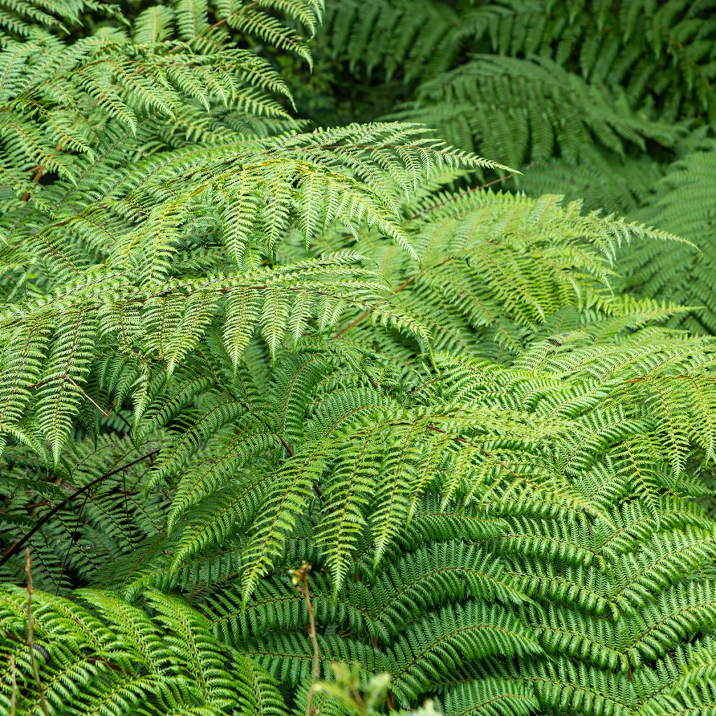 Saniaispuu - Cyathea dealbata