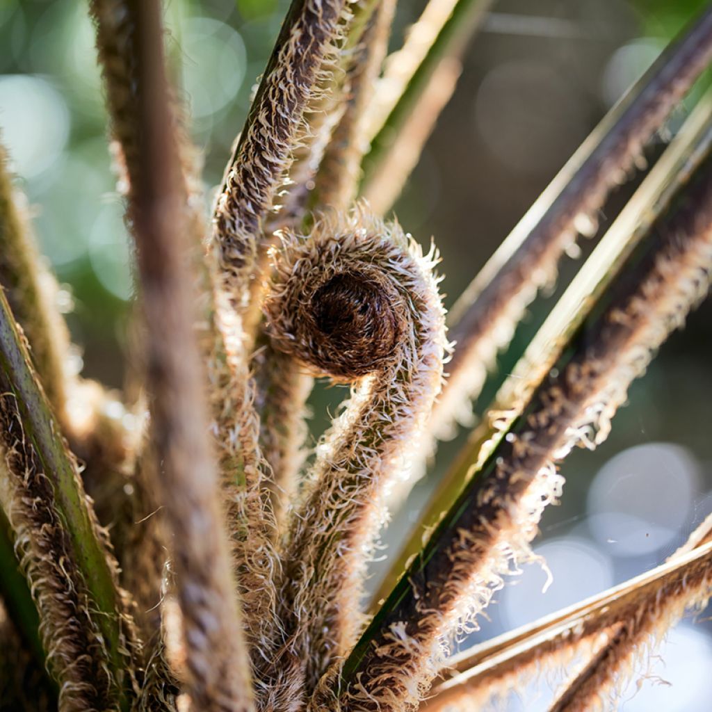Saniaispuu - Cyathea felina